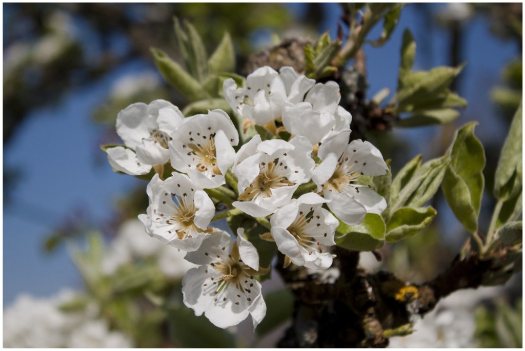 Wiosenny zachwyt — ogród Dorothy Clive&nbsp;Garden