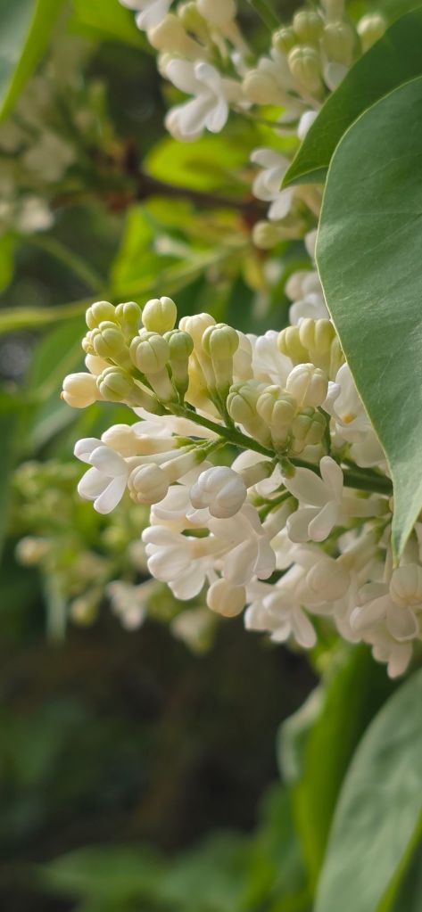 Kwiat białego lilaka 