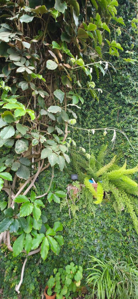 Rośliny tropikalne w angielskiej oranżerii 