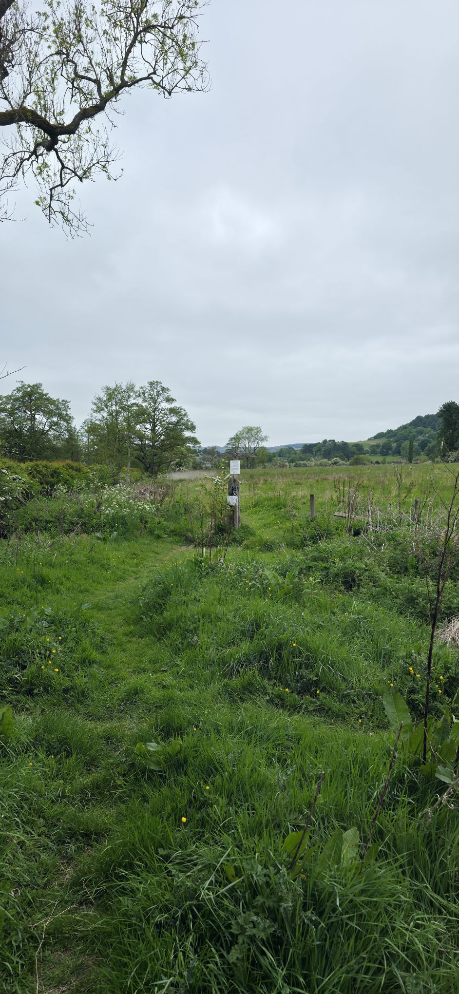 Trawiaste obszary Monsal Trail