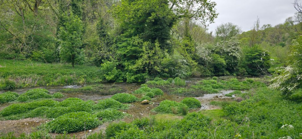 Zielona sceneria rzeki Lathkill