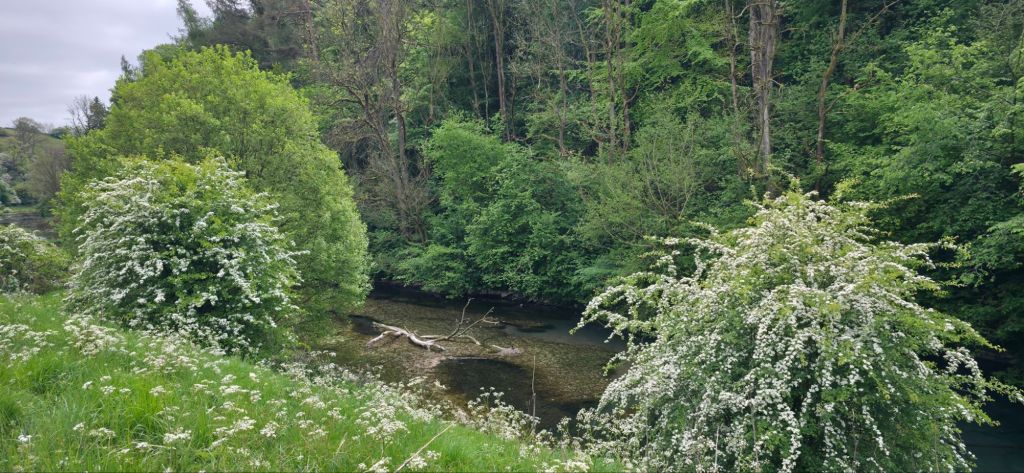Kwitnące drzewa głogu nad rzeką