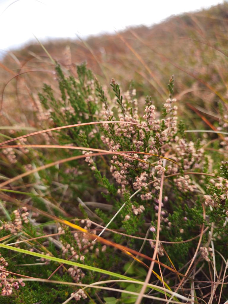 Wrzos w jesiennej odsłonie 