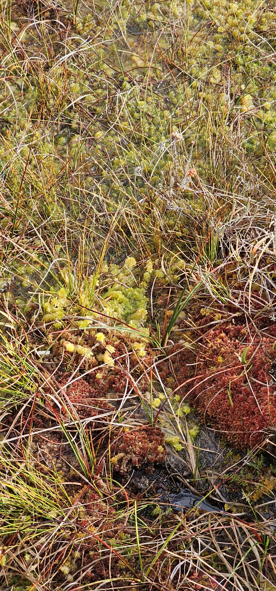 Roślinność torfowiska 