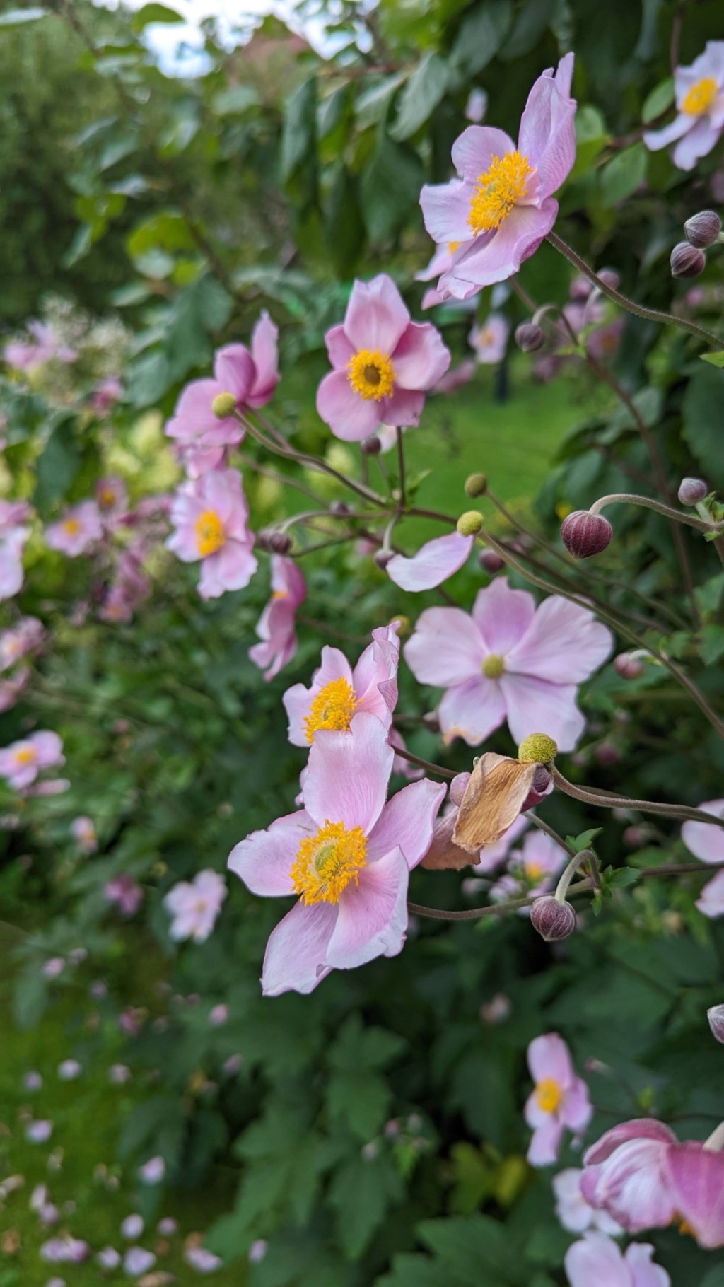 Notes from Cottage Garden – opowieść o miejscu, w którym wszystko wzrasta razem ze&nbsp;mną