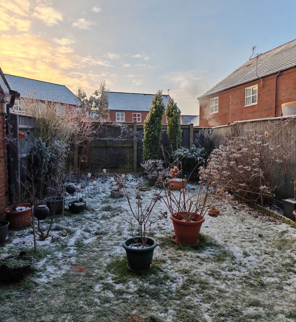 Ogród w zimowy poranek 