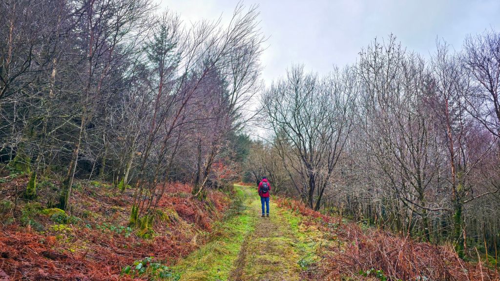 Osoba idąca wzdłuż leśnej ścieżki, otoczona drzewami i krzewami, w szarej scenerii.