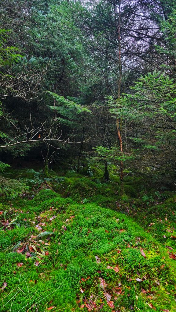 Zielony las z gęstymi drzewami i mchem na ziemi, w otoczeniu liści.