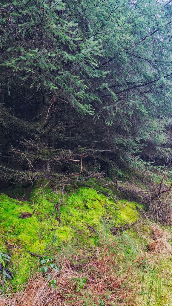 Gęsty las z zielonym mchem i gałęziami drzew na tle