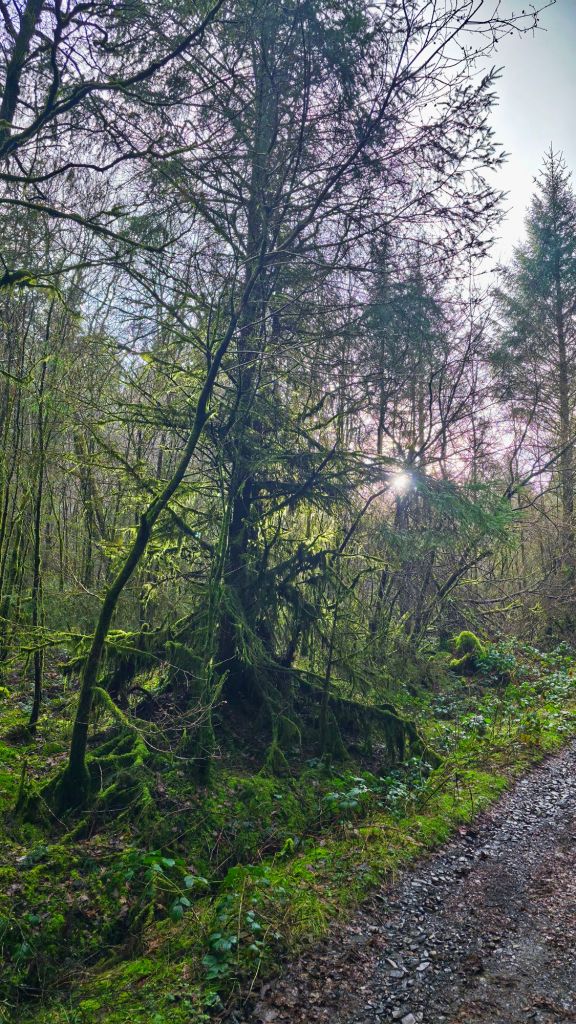 Gęsty las z drzewami porośniętymi mchem, światło słoneczne przebija się przez gałęzie.