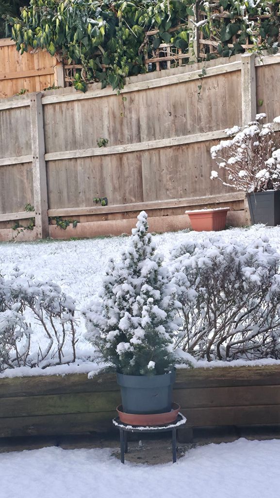 mała choineczka w ogrodzie