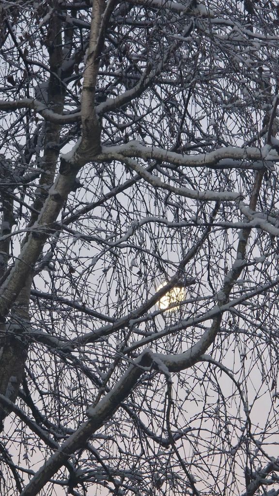 widok księżyca zza ośnieżonych drzew