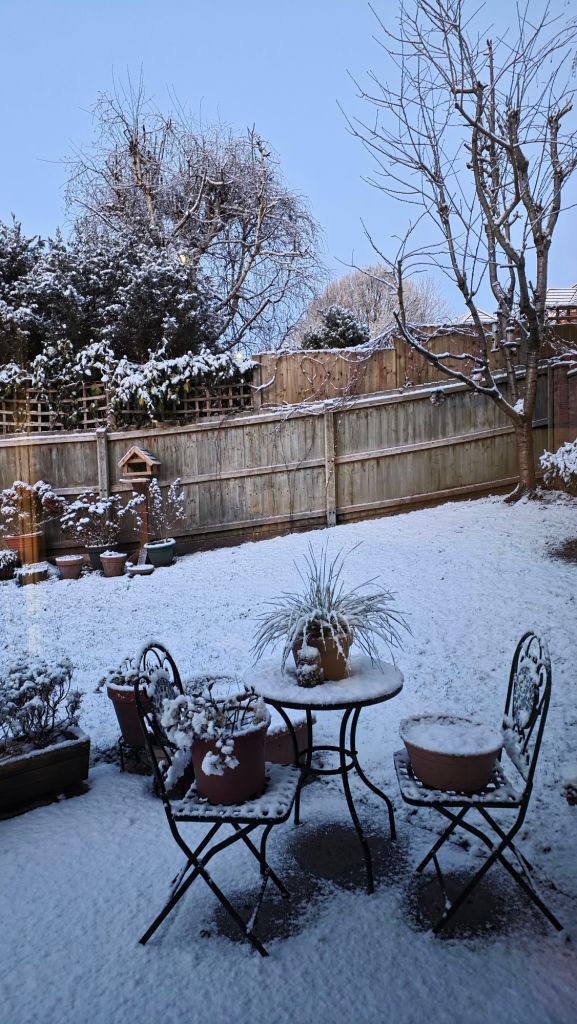 ogród w styczniu