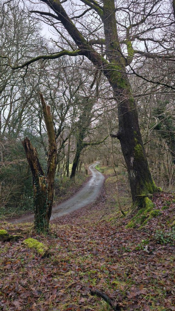 Kręta droga otoczona drzewami, z opadającymi liśćmi i mokrą nawierzchnią, prowadząca przez las w zimowym krajobrazie.