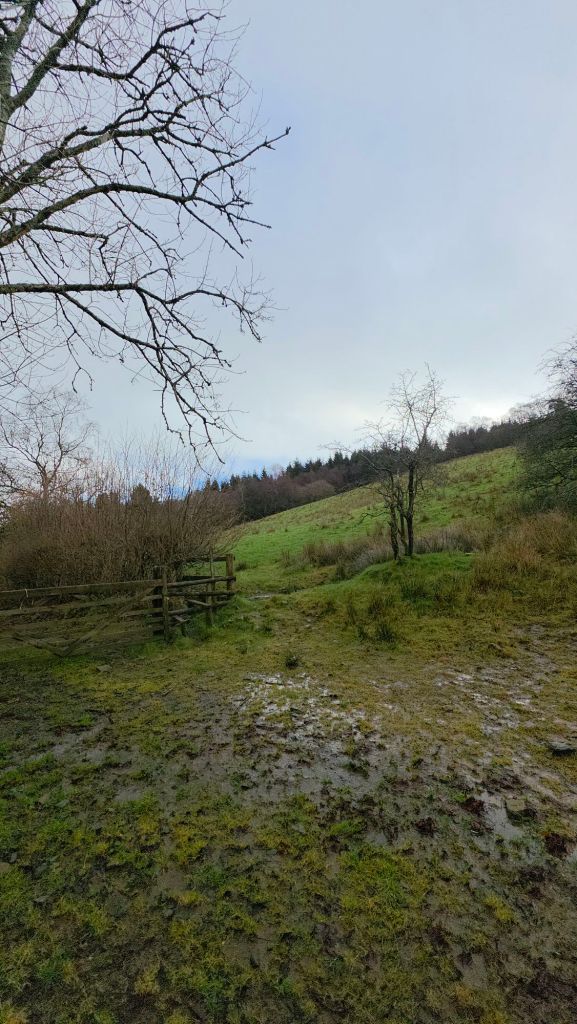 Widok na zieloną łąkę z drzewami w tle, z lekko pochmurnym niebem i wilgotną ziemią.