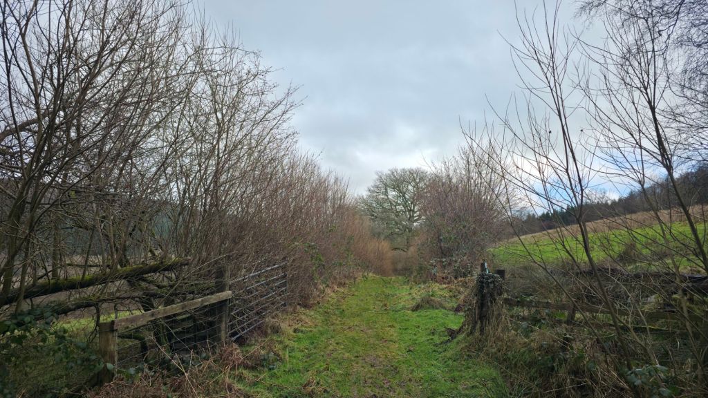 Ścieżka otoczona brązowymi krzewami i drzewami, w tle otwarte pole i pochmurne niebo.