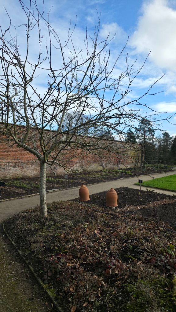 Przedwiośnie w angielskim ogrodzie.