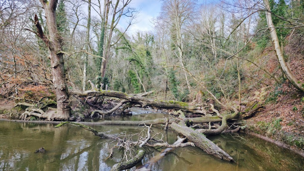 Przewalone drzewa przez nurt rzeki Bollin.